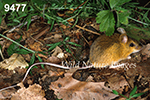 Napaeozapus-insignis